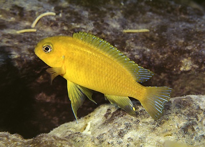 Tropheops macrophthalmus 'Chizumulu Island'